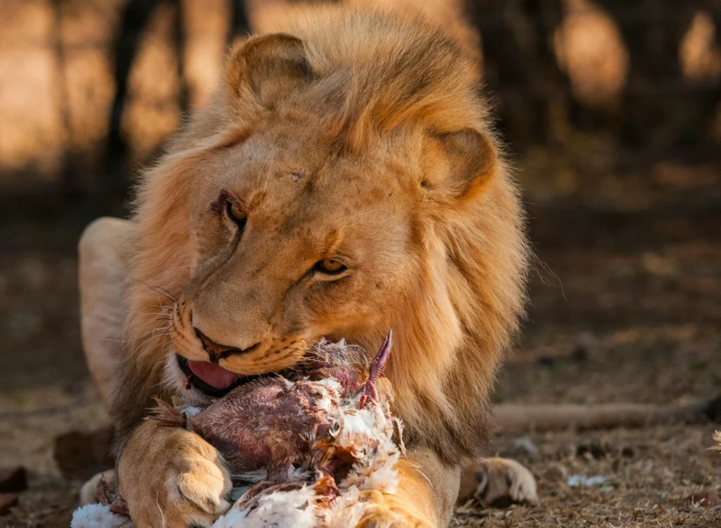 Cape Town Full-Day Safari
